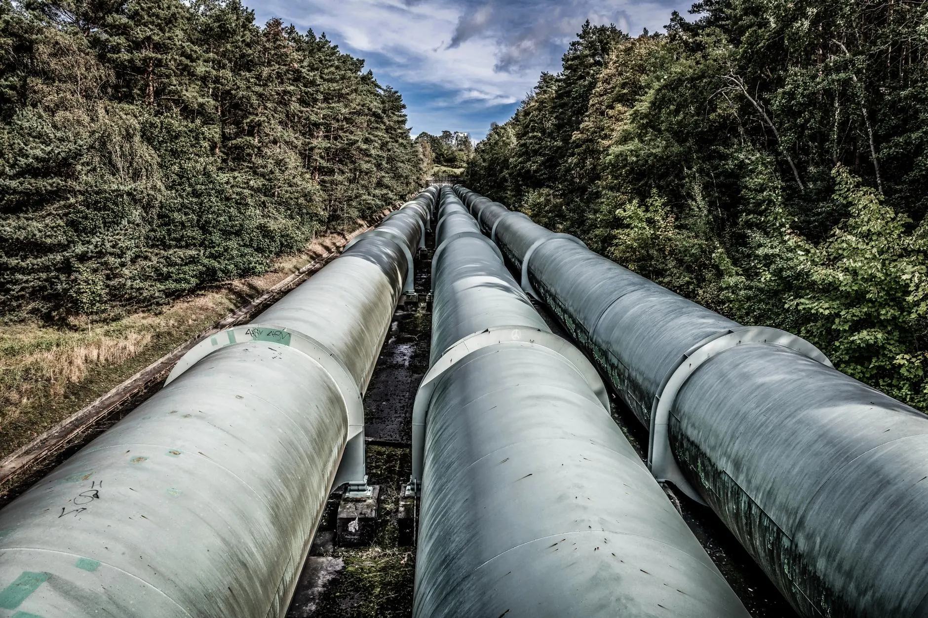 Pipelines running through a forest